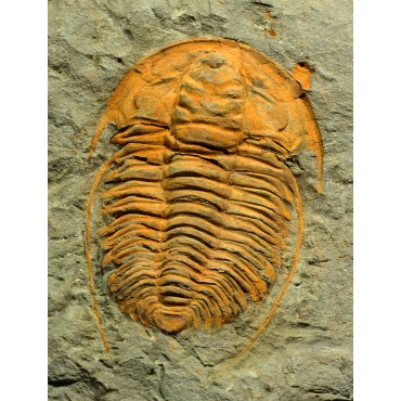 Trilobites Hamatolenus vincenti