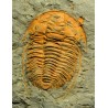 Trilobites Hamatolenus vincenti