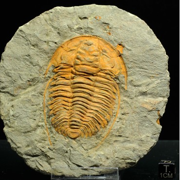 Trilobites Hamatolenus vincenti