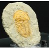 Trilobites Hamatolenus vincenti