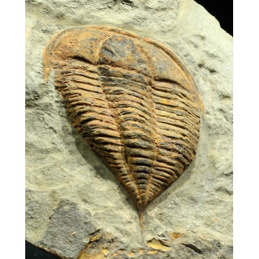 Trilobites Asaphidae