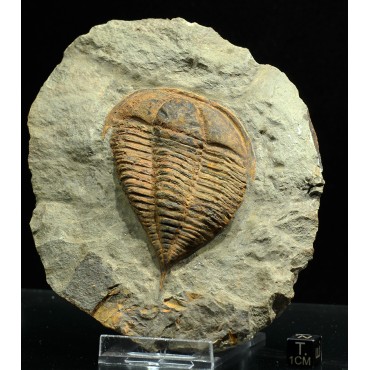 Trilobites Asaphidae