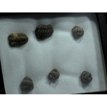 Trilobites