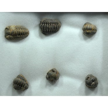 Trilobites