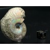 Ammonite Beudanticeras