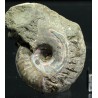 Ammonite Beudanticeras