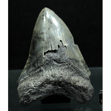 Otodus megalodon