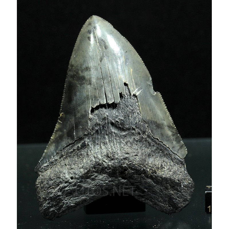 Otodus megalodon