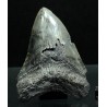 Otodus megalodon