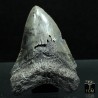 Otodus megalodon