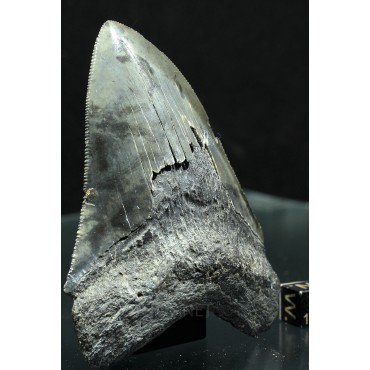 Otodus megalodon