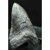 Otodus megalodon