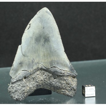 Otodus megalodon