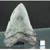 Otodus megalodon