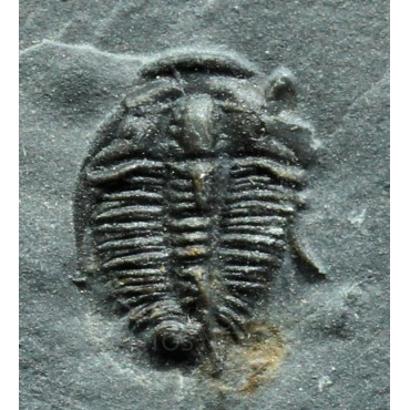 Trilobites Bolaspidella...