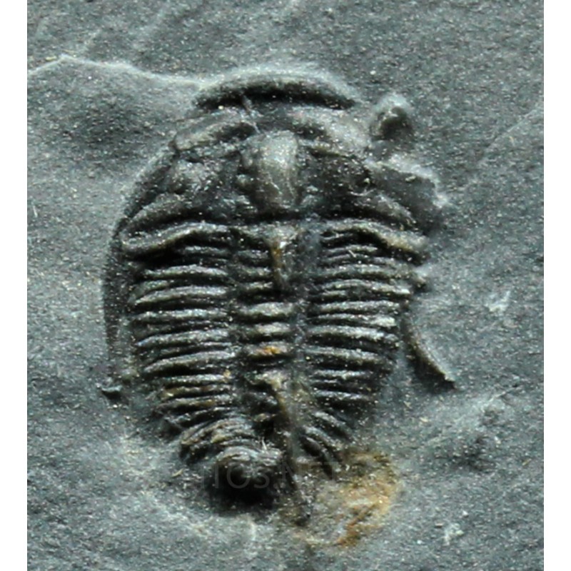 Trilobites Bolaspidella housensis