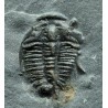 Trilobites Bolaspidella housensis