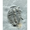 Trilobites Bolaspidella housensis