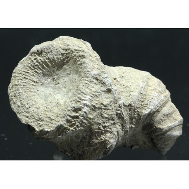 Coral fósil heliophyllum