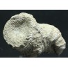 Coral fósil heliophyllum