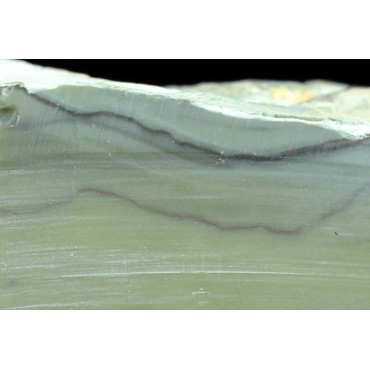 Algas verde-azuladas fósiles