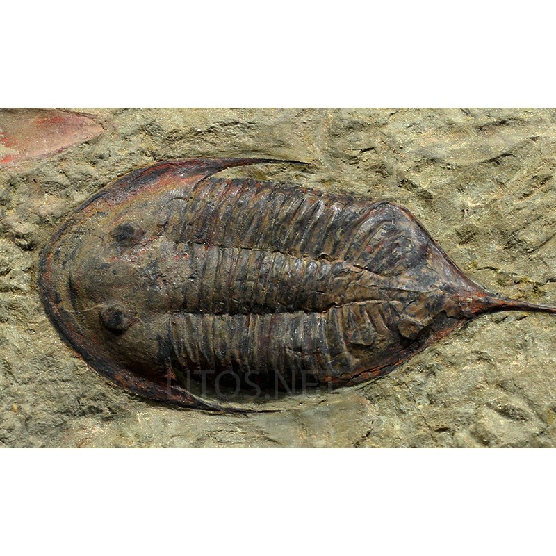 Megitaspis hammondi