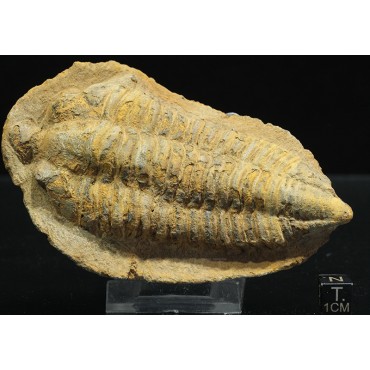 Pradoella aff. tazarinensis