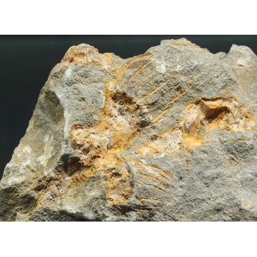 Dendrocystites s.p.