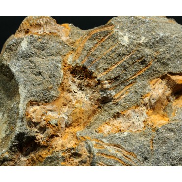 Dendrocystites s.p.