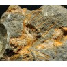 dendrocystites-sp