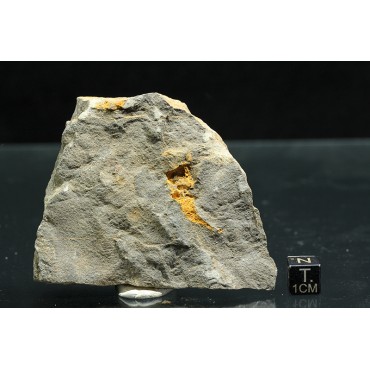 Dendrocystites s.p.