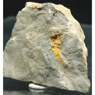 Dendrocystites s.p.