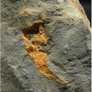 Dendrocystites s.p.