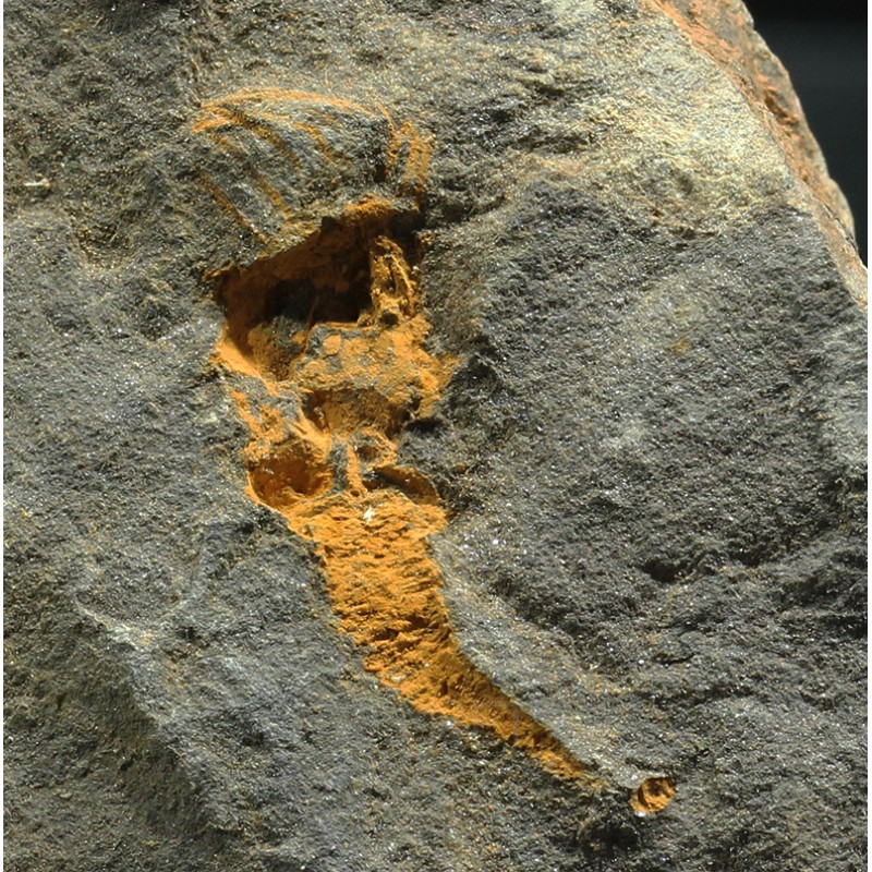 Dendrocystites s.p.