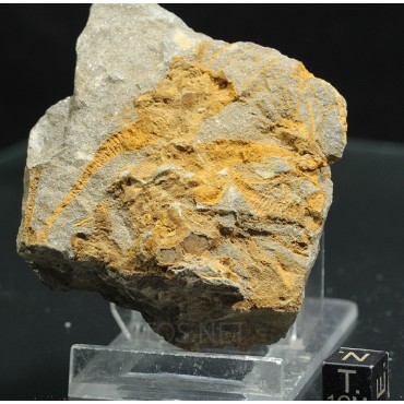 dendrocystites-sp