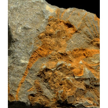 Dendrocystites s.p.