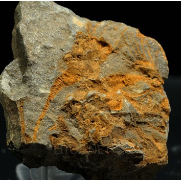 dendrocystites-sp