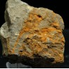 dendrocystites-sp