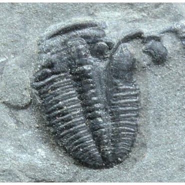 Trilobites Bolaspidella housensis