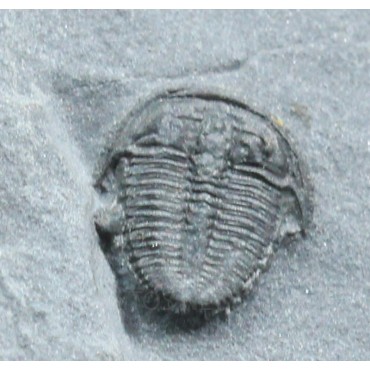 Trilobites Bolaspidella housensis