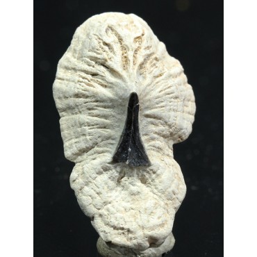 Mantaraya, diente fosil