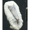 Mantaraya, diente fosil