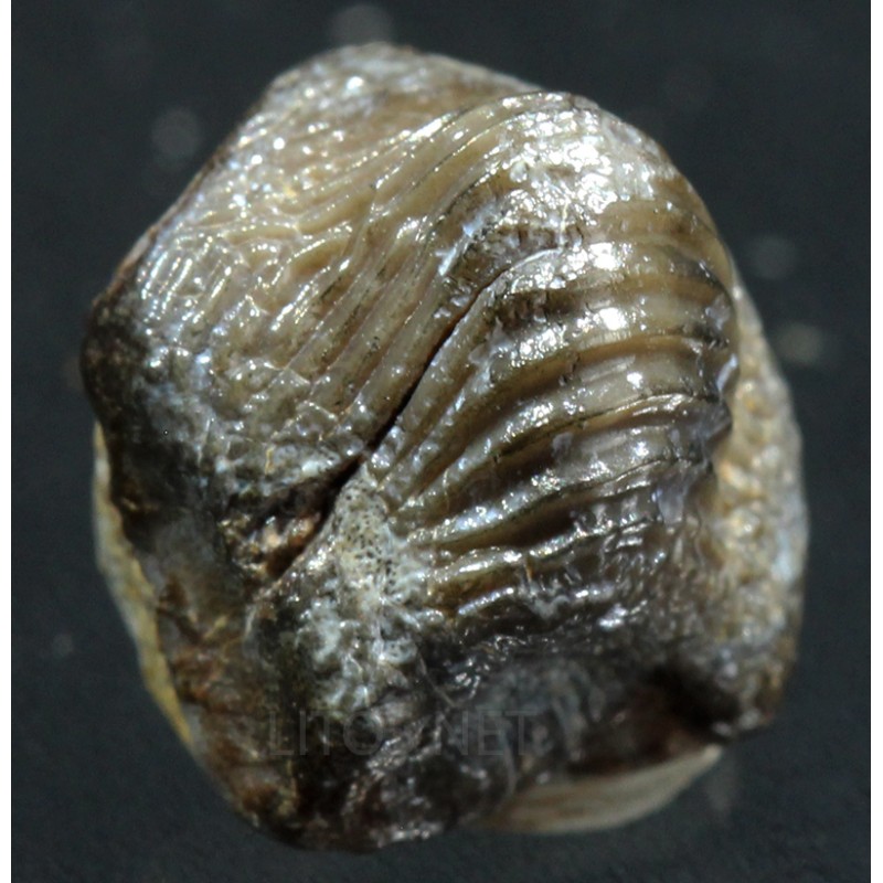 Ptychodus whippleyi