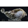 Joyeria Gasterópodo fósil J639