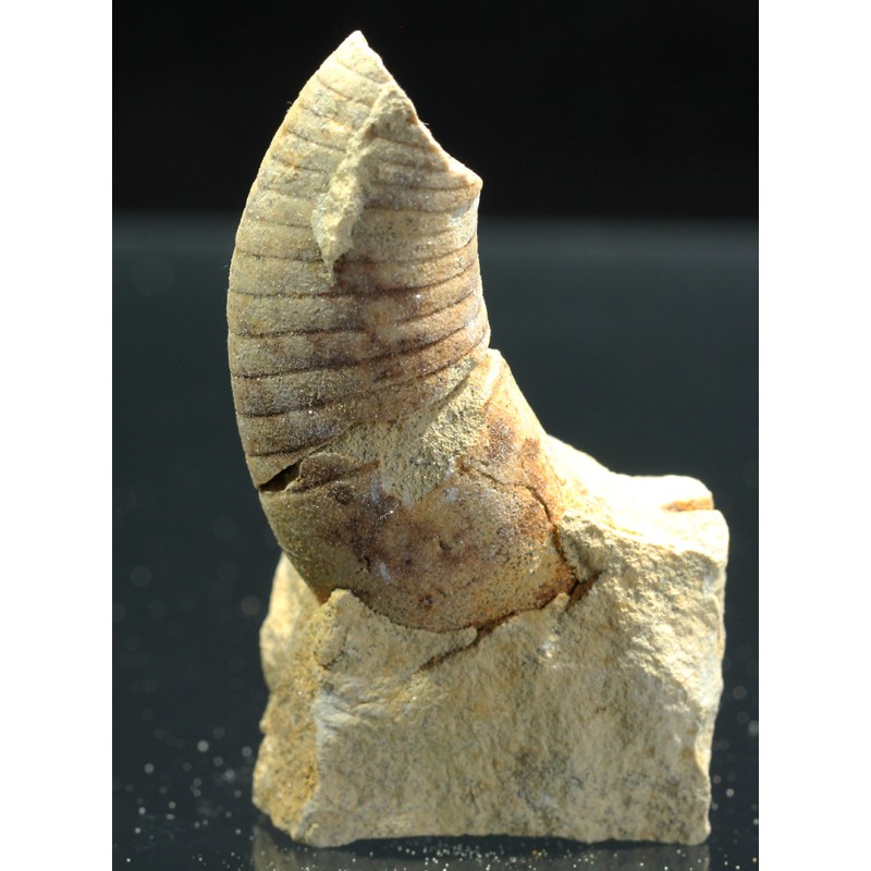 Beloitoceras plebeium Beloitoceras plebeium