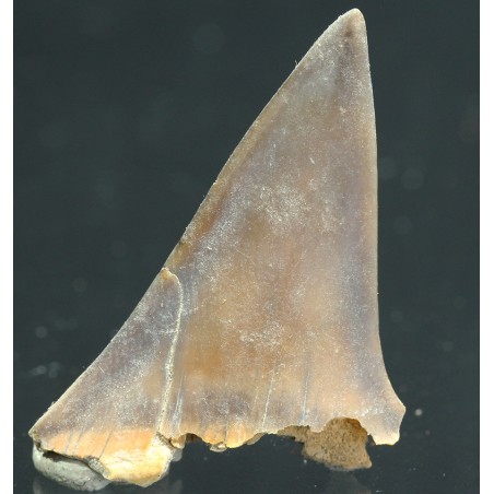 Isurus astalis diente fosil