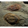trilobites-megitaspis-hammondi