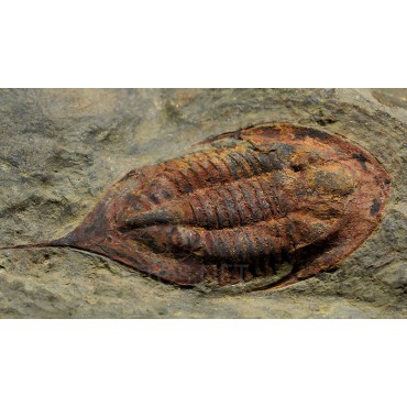 trilobites-megitaspis-hammondi