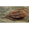 trilobites-megitaspis-hammondi
