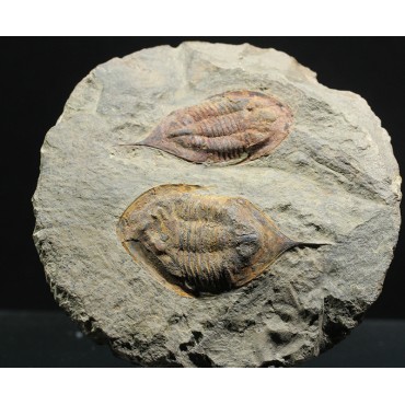 trilobites-megitaspis-hammondi